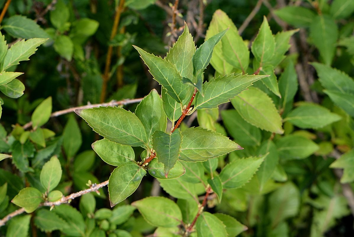 Изображение особи Forsythia &times; intermedia.