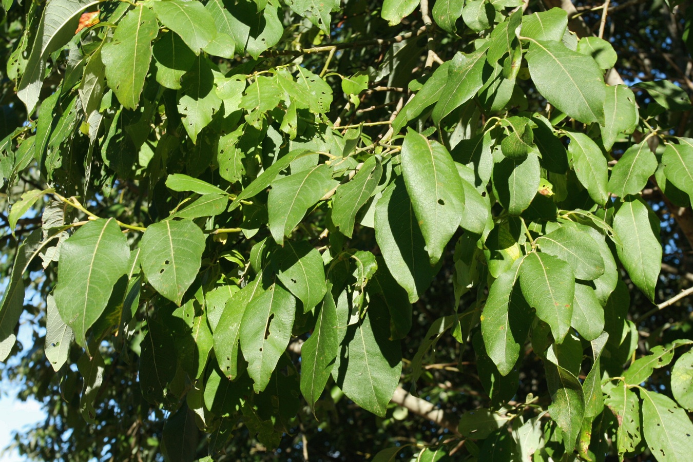 Image of Salix caprea specimen.