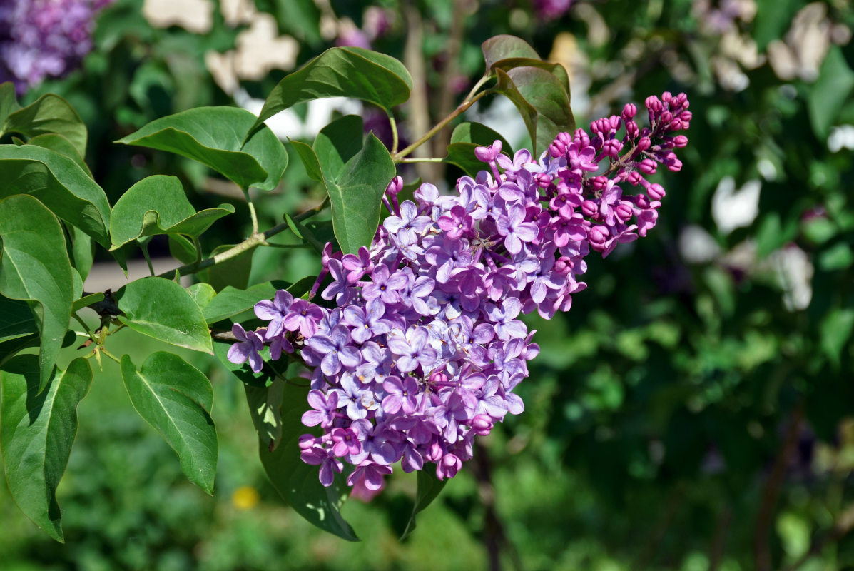 Image of Syringa vulgaris specimen.