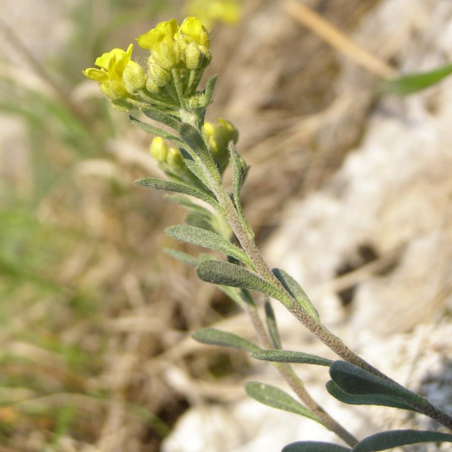 Image of Alyssum trichostachyum specimen.