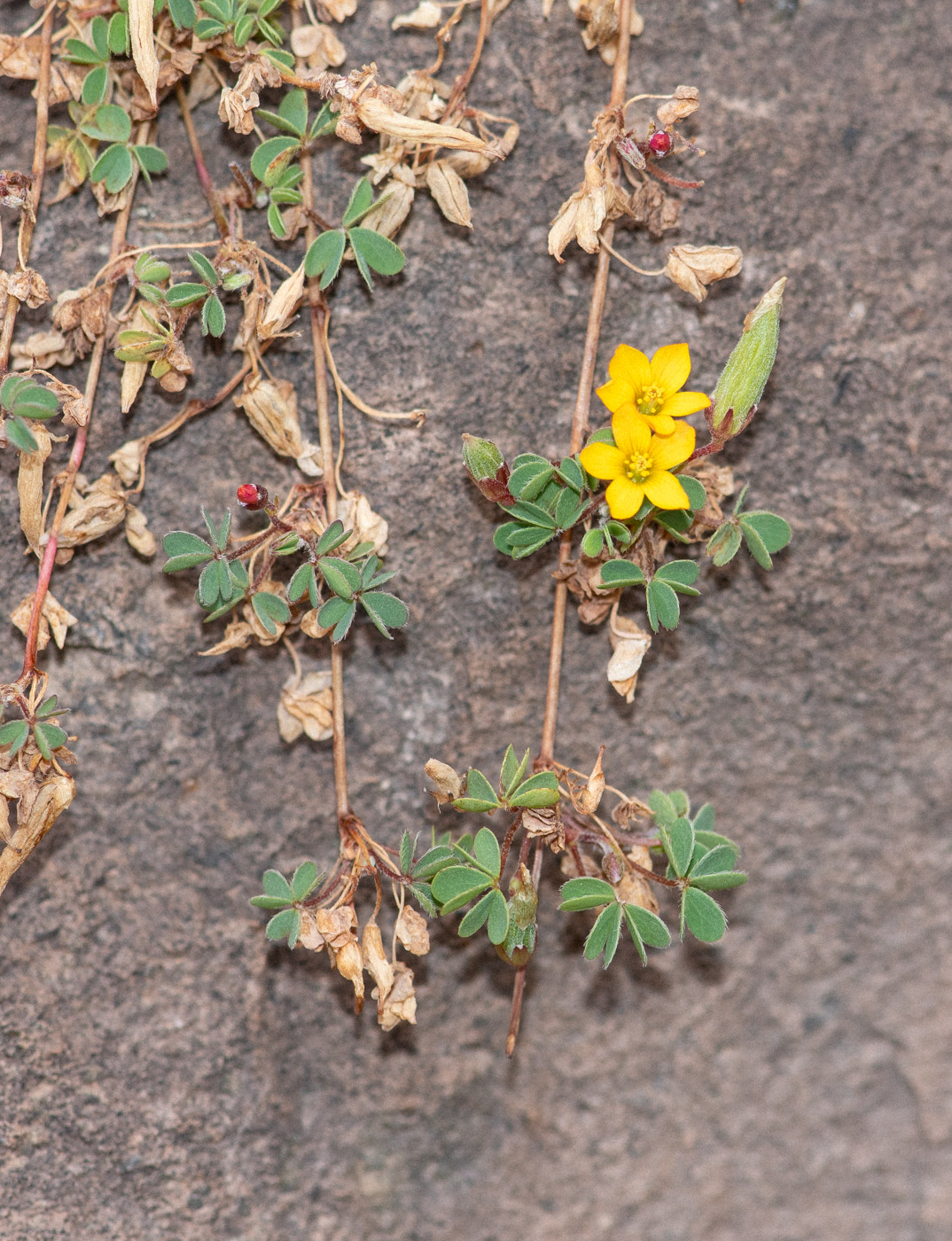 Изображение особи род Oxalis.