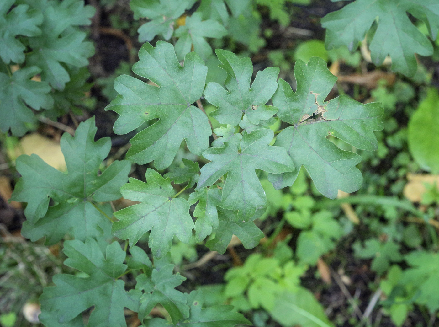 Image of Acer campestre specimen.