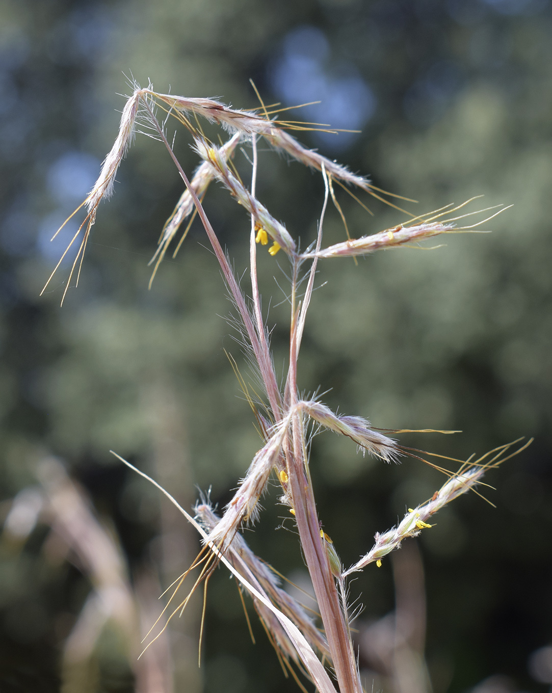 Image of Hyparrhenia hirta specimen.