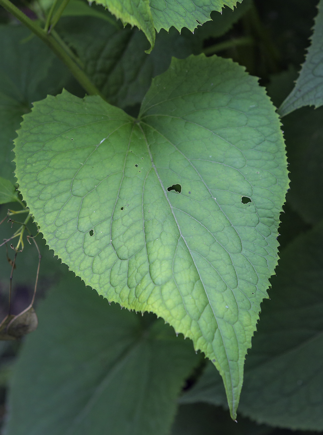 Изображение особи Lunaria rediviva.