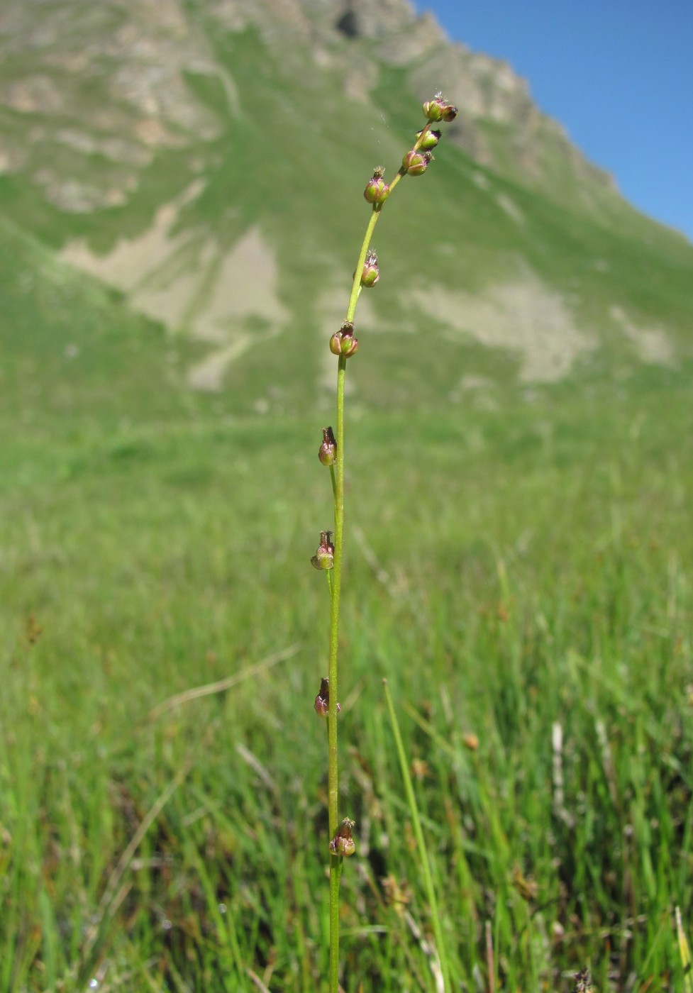 Image of Triglochin palustris specimen.