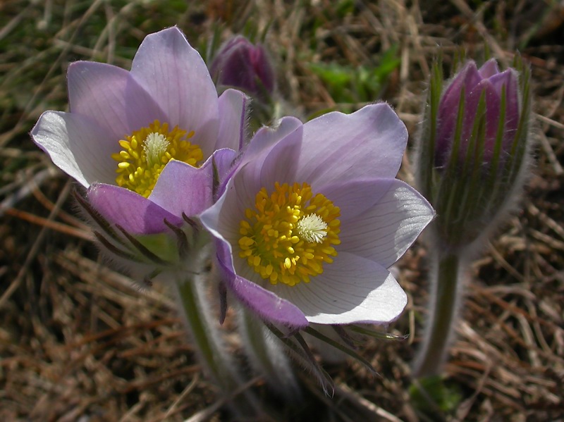 Image of Pulsatilla patens specimen.