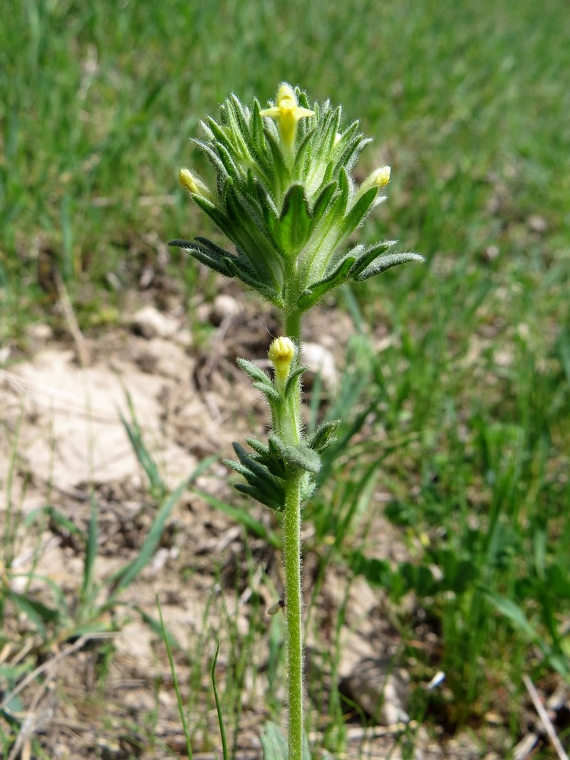 Изображение особи Parentucellia flaviflora.