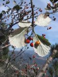 Sorbus tauricola