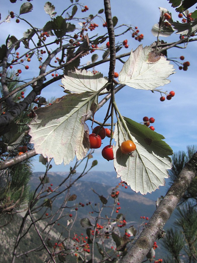 Изображение особи Sorbus tauricola.