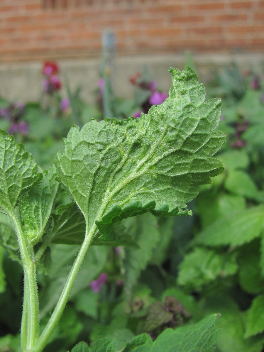 Image of Lamium maculatum specimen.