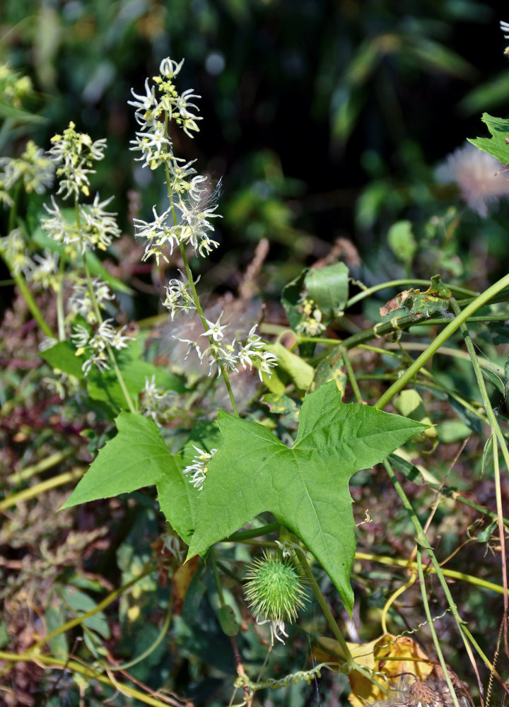 Изображение особи Echinocystis lobata.