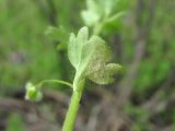 Veronica sublobata