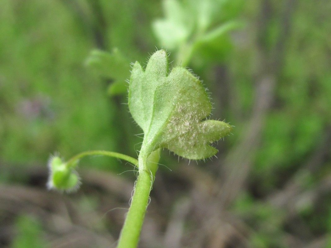 Image of Veronica sublobata specimen.