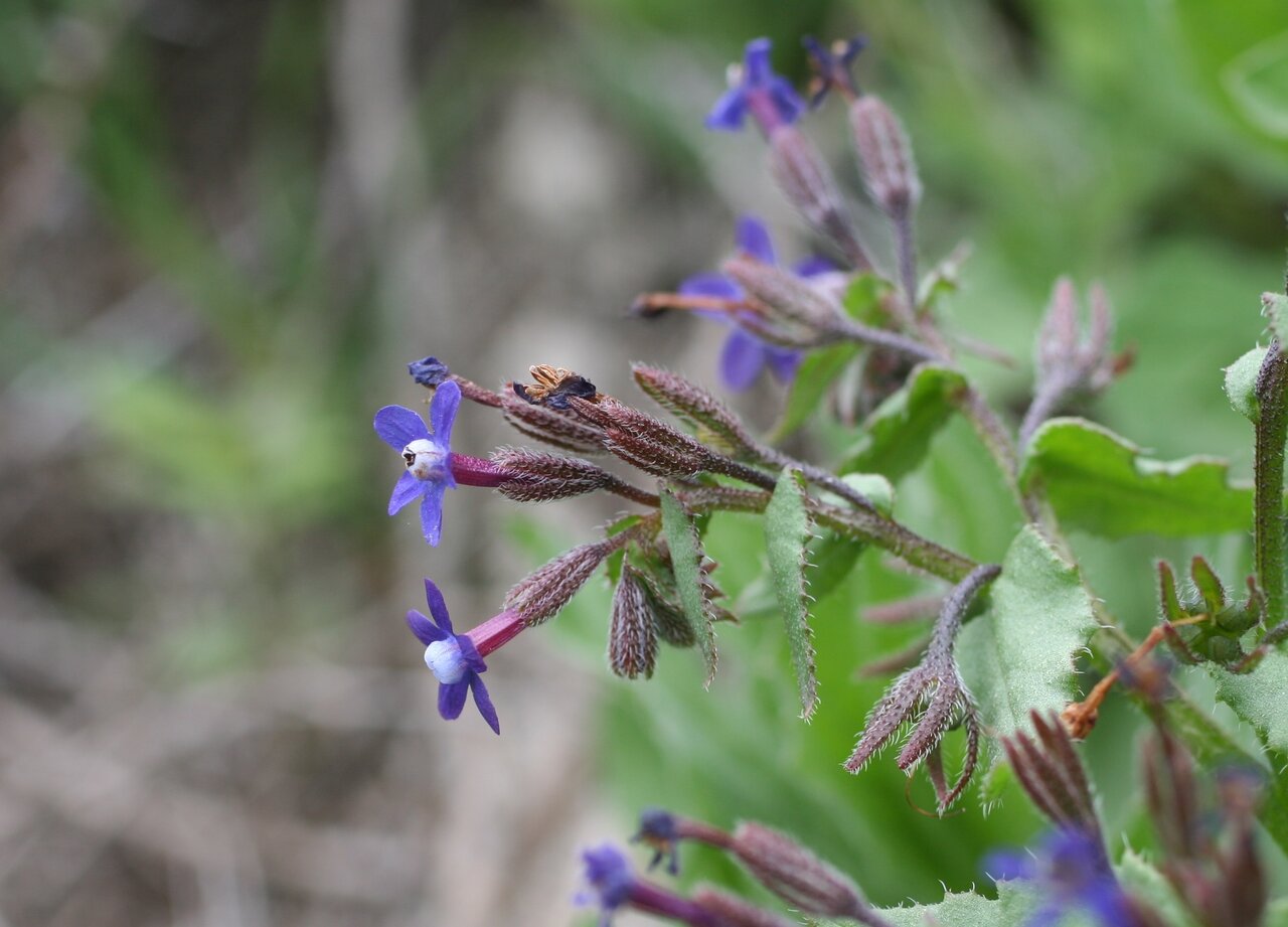 Изображение особи Anchusa stylosa.