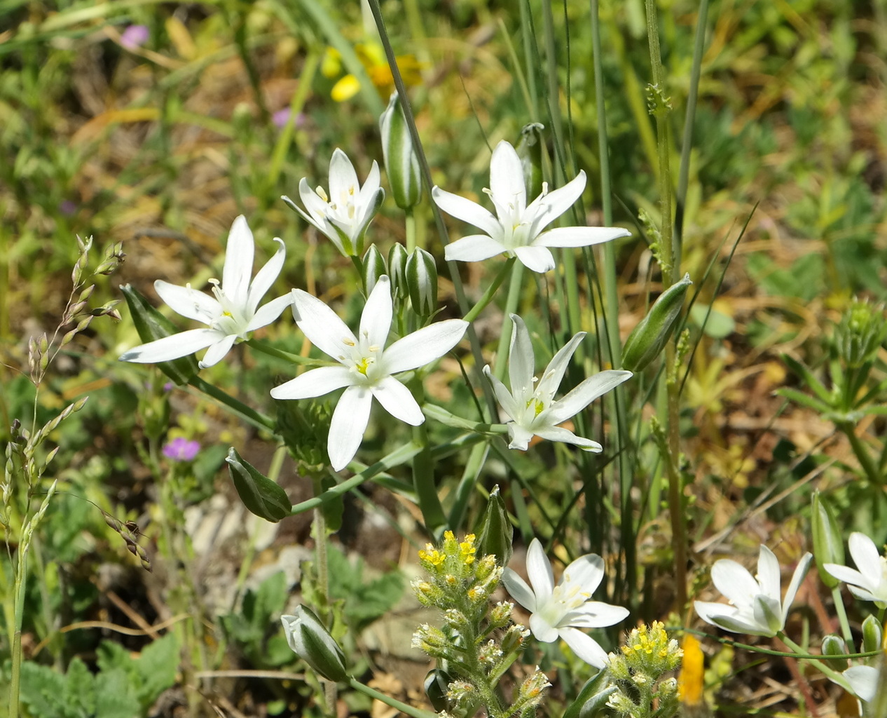 Изображение особи Ornithogalum navaschinii.