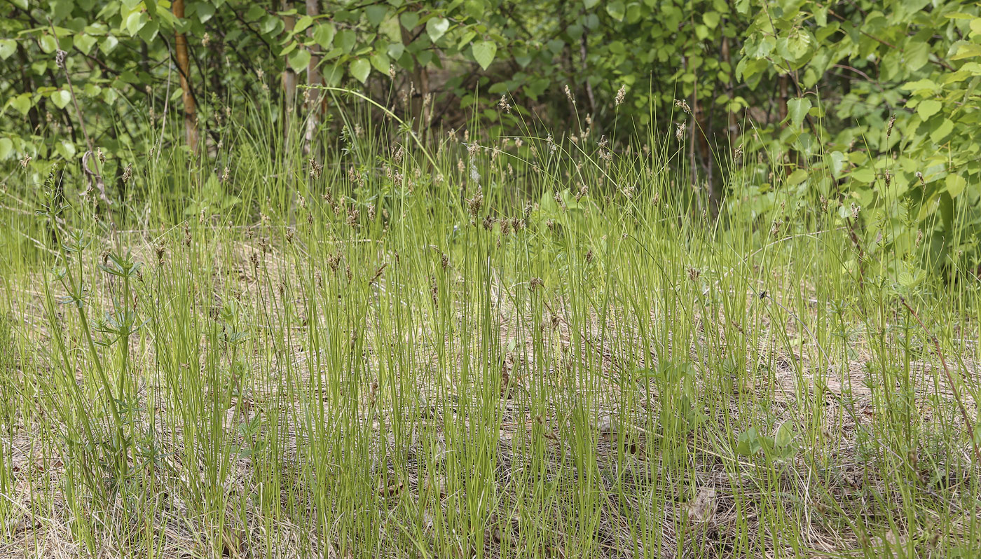 Image of Carex praecox specimen.