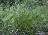 Carex leporina. Цветущее растение. Пермский край, г. Пермь, Кировский р-н, мкр. Берёзовая Роща, разнотравный луг. 29.05.2021.