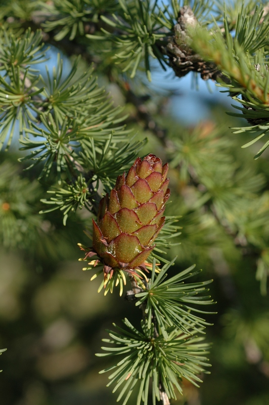 Image of Larix sibirica specimen.