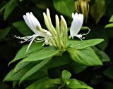 Lonicera japonica. Верхушка побега с соцветием. Бельгия, г. Гент, малый бегинаж. Август.