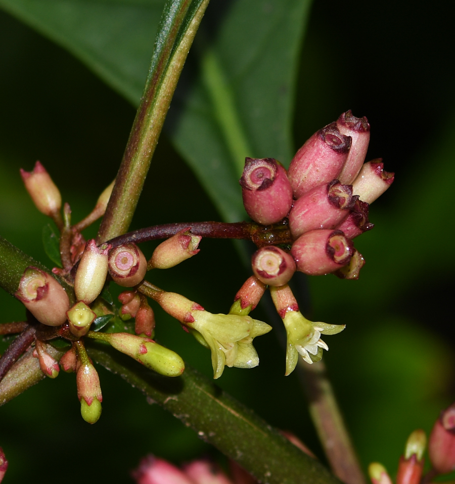 Image of Hoffmannia obovata specimen.