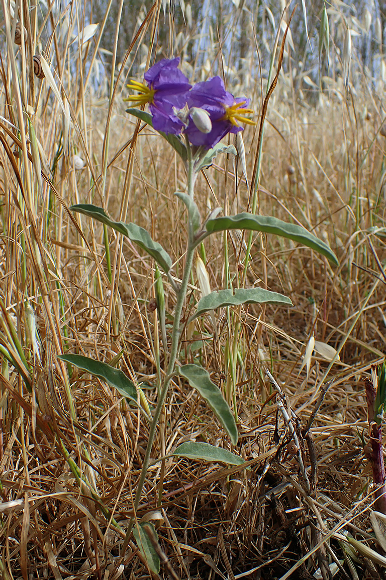 Image of Solanum elaeagnifolium specimen.