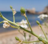 genus Crambe. Часть соцветия с отцветшими цветками и завязавшимися плодами. Крым, Керченский п-ов, Ленинский р-н, окр с. Осовины, мыс Хрони, галечный пляж. 28.05.2021.