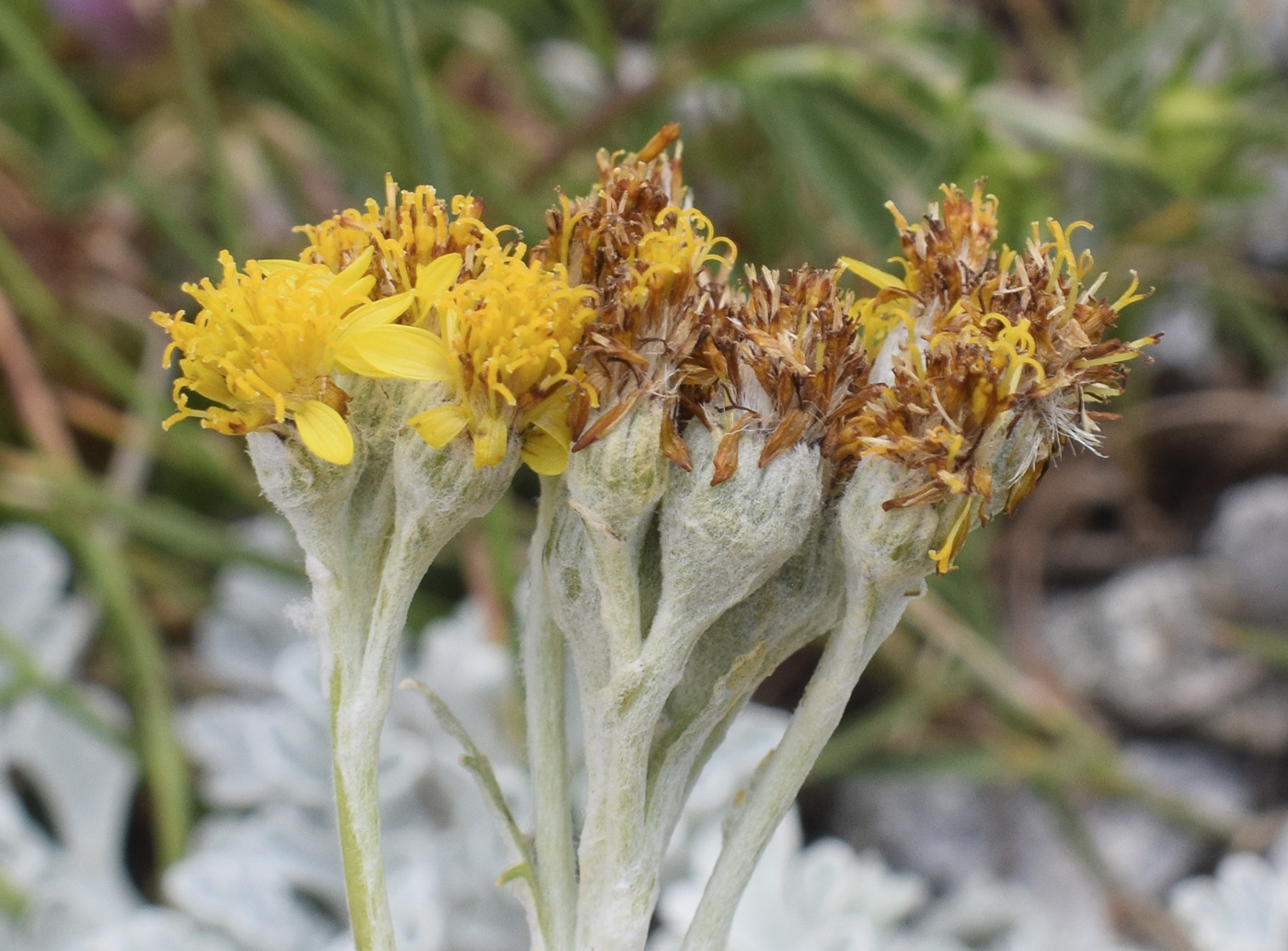 Изображение особи Senecio leucophyllus.