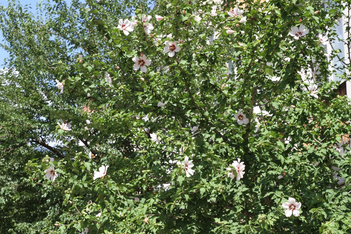 Изображение особи Hibiscus syriacus.