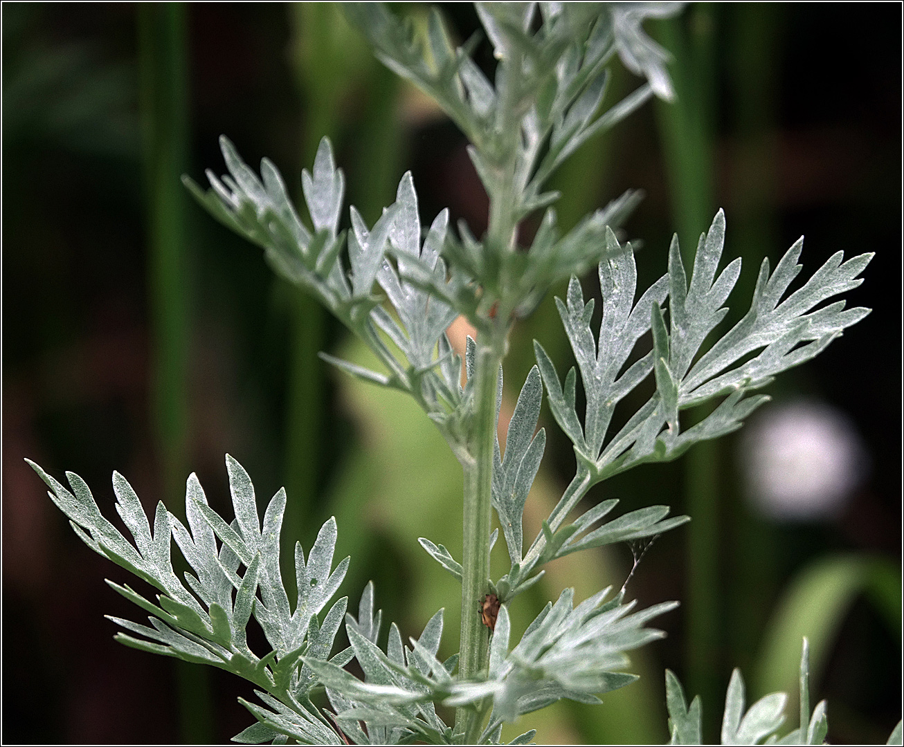 Image of Artemisia absinthium specimen.