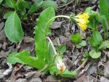 Taraxacum acricorne. Цветущее и завязывающее плоды растение. Камчатский край, Елизовский район, природный парк \"Вулканы Камчатки\", кордон Авачинский перевал, 1000 м н.у.м., юго-западный каменистый склон, горная тундра. 04.07.2010.