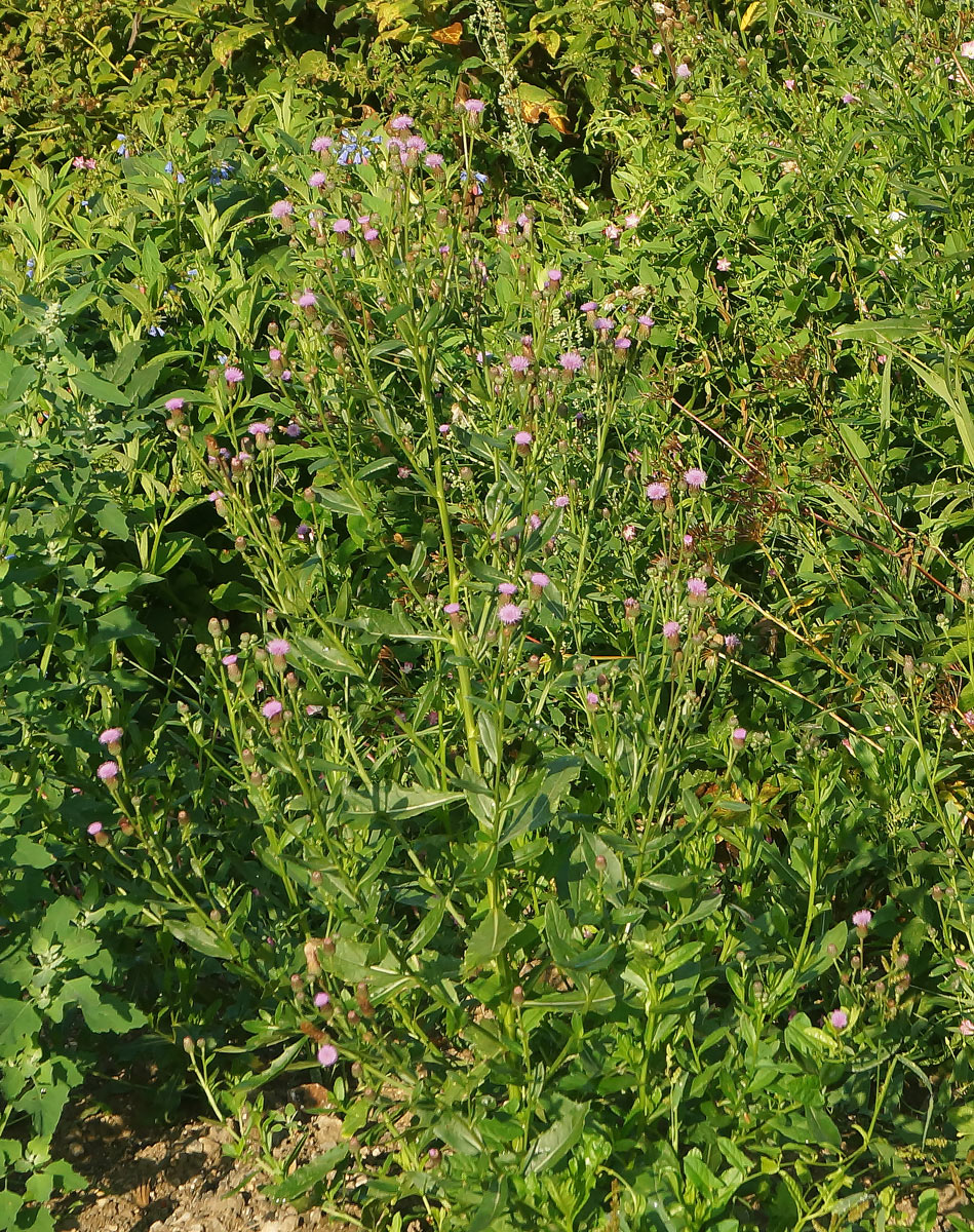 Изображение особи Cirsium setosum.