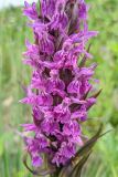 Dactylorhiza incarnata. Часть соцветия. Республика Северная Осетия-Алания, Алагирский р-н, Большой Кавказ, Скалистый хребет, южный склон в р-не Ходского перевала, субальпийский пояс, ≈ 1930 м н.у.м., сырой луг в пойме ручья. 01.07.2021.