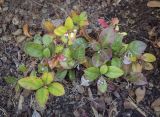 Gaultheria procumbens