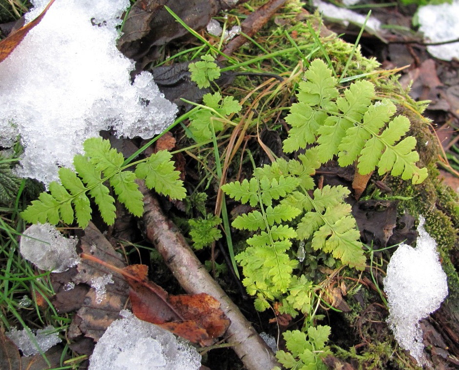 Image of Dryopteris carthusiana specimen.