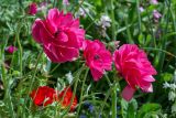 Ranunculus asiaticus