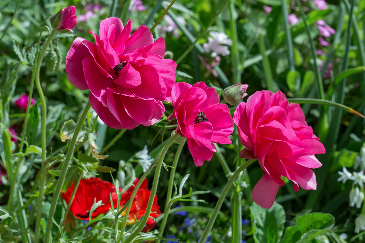 Изображение особи Ranunculus asiaticus.