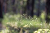 Achnatherum virescens