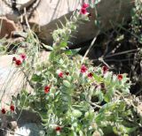 Nonea caspica