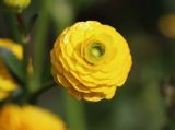 Ranunculus repens