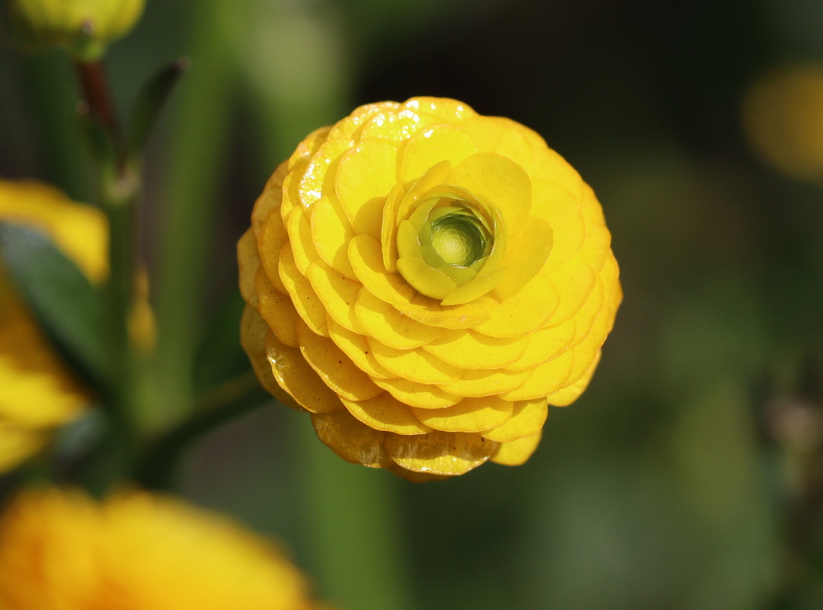 Image of Ranunculus repens specimen.