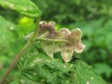 Rubus idaeus. Цветки (вид со стороны чашечки). Северная Осетия, Пригородный р-н, хр. Хошхаранраг, ок. 1500 м н.у.м., нагорный луг. 14.06.2021.