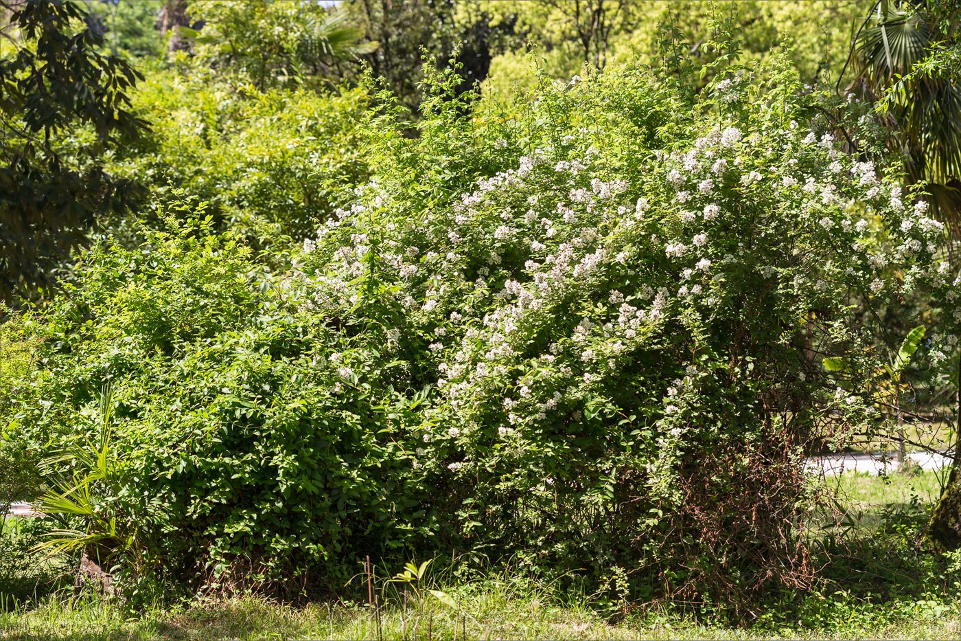 Изображение особи Rosa multiflora.