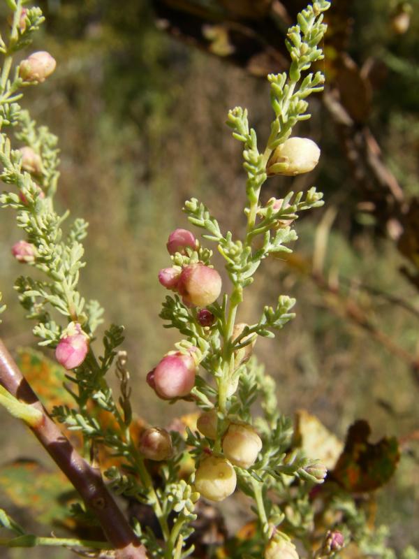 Image of Myricaria bracteata specimen.