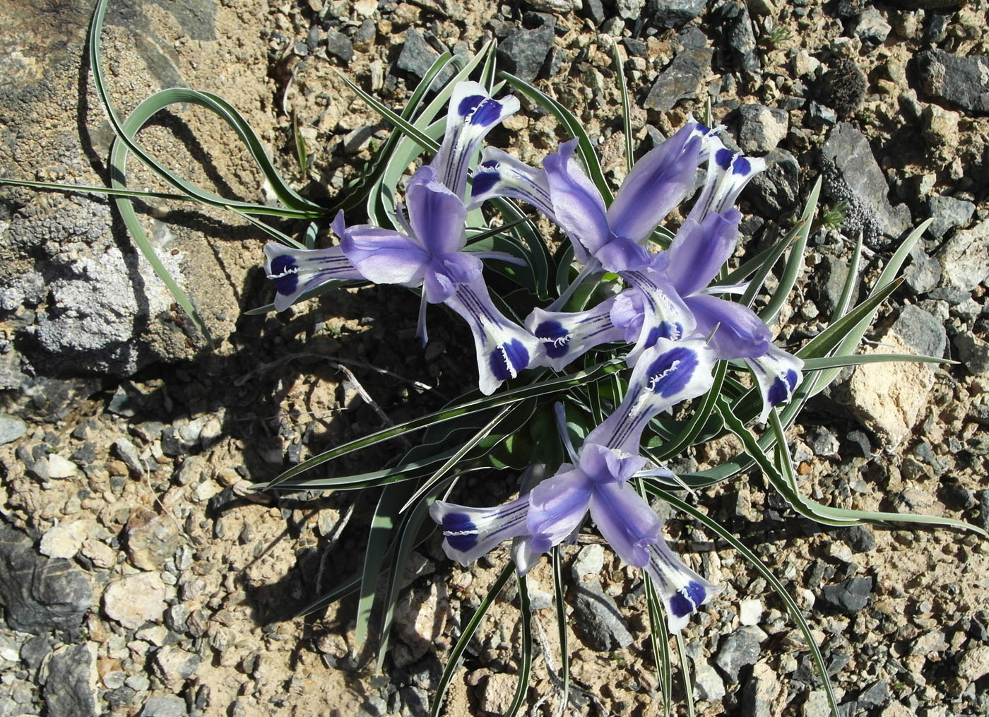 Image of Juno kuschakewiczii specimen.