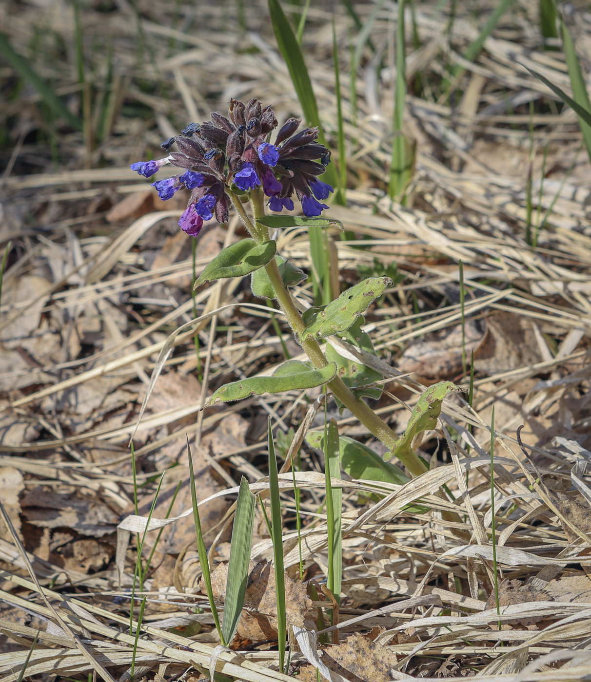 Изображение особи Pulmonaria mollis.