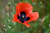 genus Papaver. Цветок. Дагестан, Кумторкалинский р-н, долина р. Шураозень, луг. 30.04.2022.
