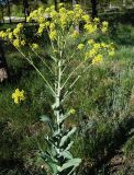 Isatis costata
