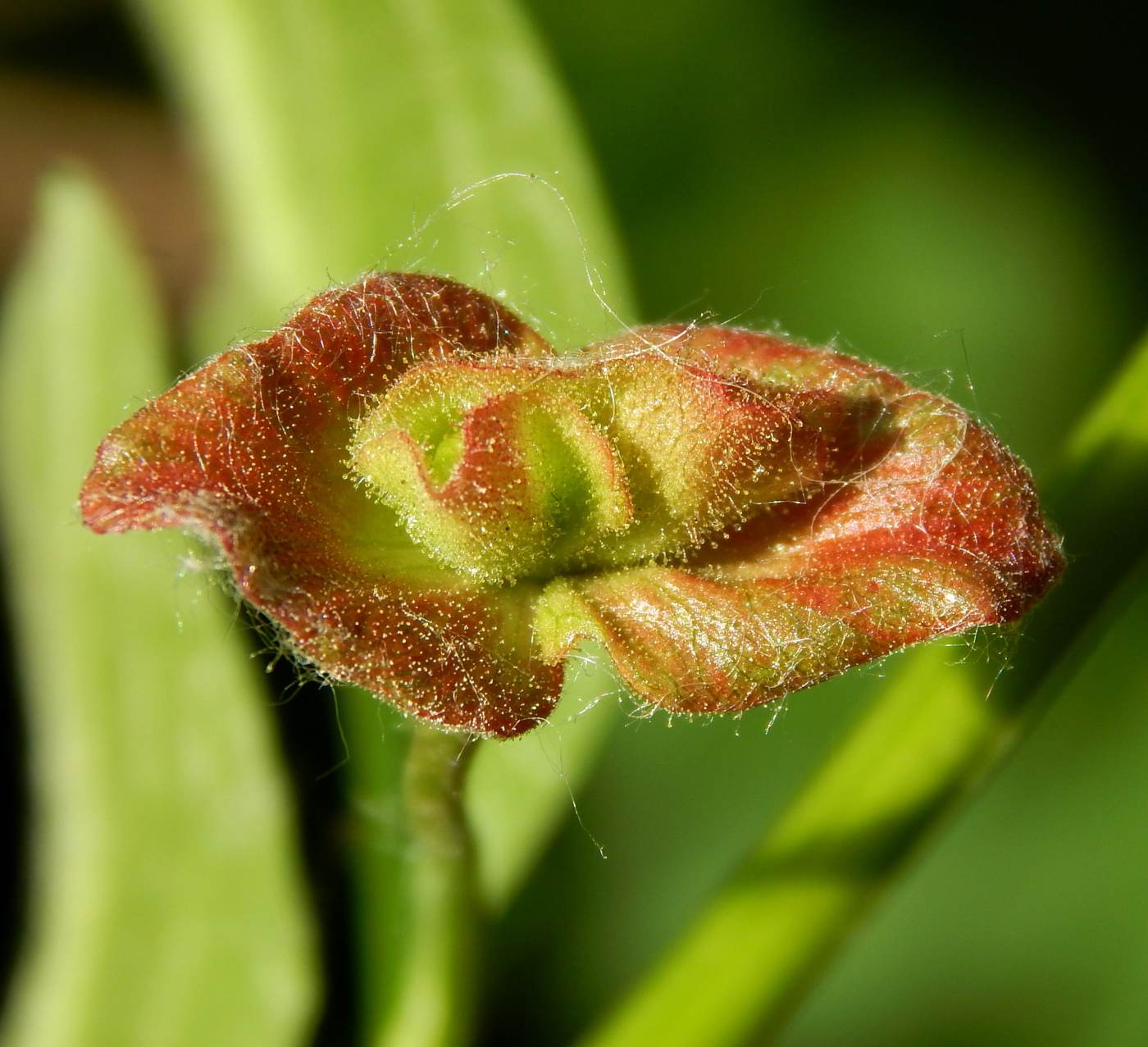 Image of Lonicera involucrata specimen.