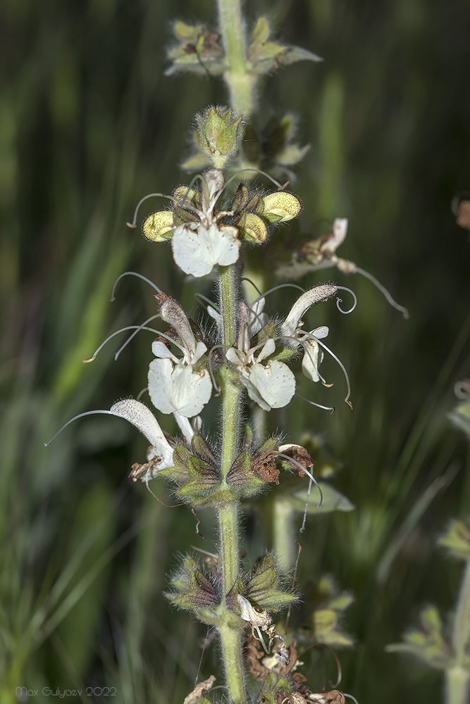 Image of Salvia austriaca specimen.