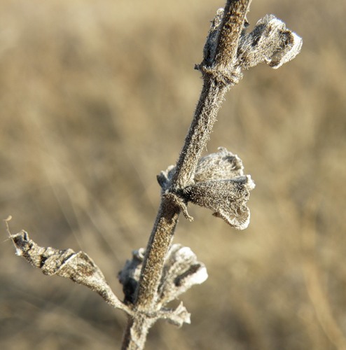 Image of Ajuga laxmannii specimen.
